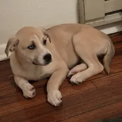 3 months old pitski