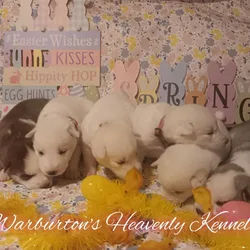 AKC Female Siberian Husky Puppies