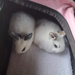 2 lion head mix 5 weeks old bunnies