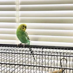 3 parakeets with birdcage, 2 boys, 1 girl.