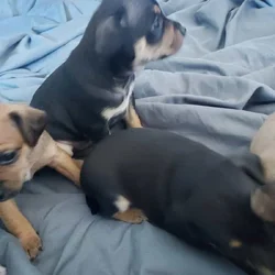 Jack chi puppies