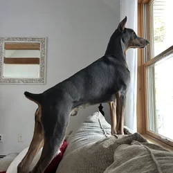 1 year old, purebred Doberman, cropped/docked