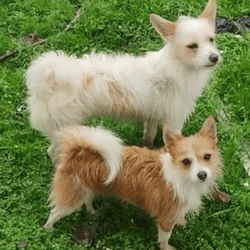 Papshire Terriers