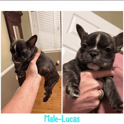 Frenchie /Boston terrier