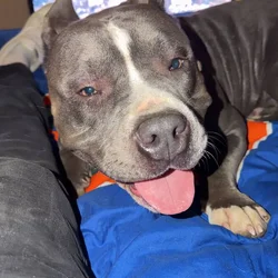 Selling full blood pit