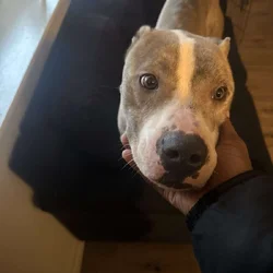 Free dog