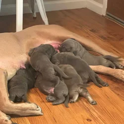 Cane Corso Litter for Sale