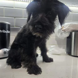 MINI SCHNAUZERS
