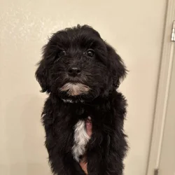 Malshi golden doodle