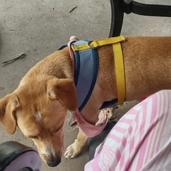 Opie Urgently Needs To Find His New Home