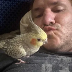 I’m lookin for a cocktail bird for my female