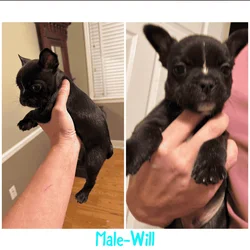 Frenchie/Boston terrier
