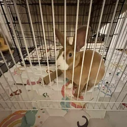Year old Male Mini Rex Rabbit