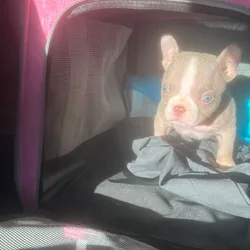 Adorable Nano Bulldog Puppy – Blue Eyes