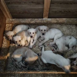 Akc yellow and 1 black puppies. 9 weeks .vaccinate