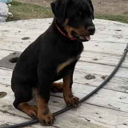 Purebred female Rottweiler Puppies
