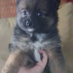 Pomeranian puppy Alfie