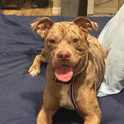 Sweet Family Dog