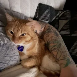 Cute, cuddly orange tabby