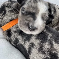 Merle Male Miniature Schnauzer