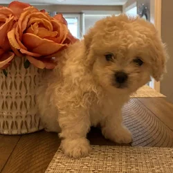 Maltipoo in need of a good home