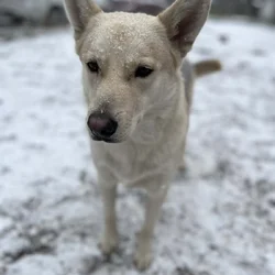 Mylo is looking for his forever home