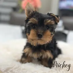 Yorkie puppies