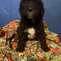 St Bernedoodle pups