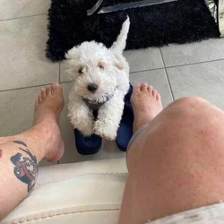 Miniature poodle
