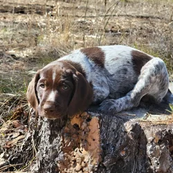 German Wirehaired Pointer puppies