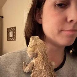 Bearded Dragom