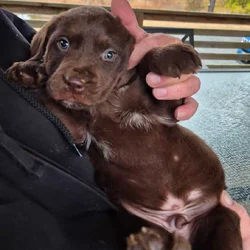Lab mix pups