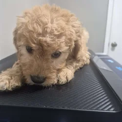Goldendoodle puppy to loving home