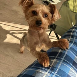 Female Yorkie Terrier