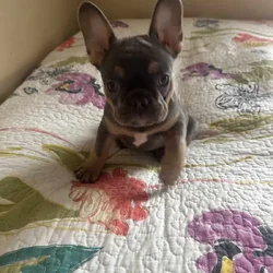 French bulldog puppies