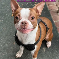 Boston terrier