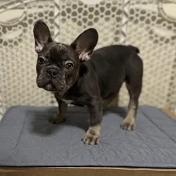 French bulldog