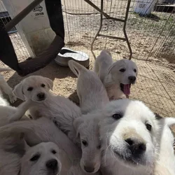 Great Pyrenees/Anatolian Puppies