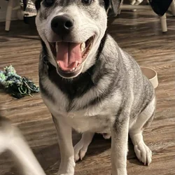 Loveable & Playful Puppy for Sale
