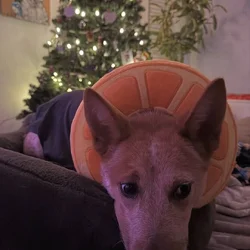 Cattle dog (red heeler)