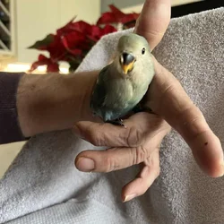 Baby Lovebirds