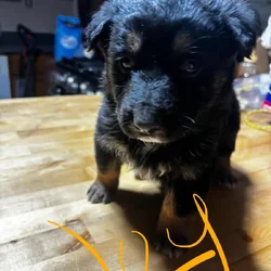 German Shepherd x Australian Puppies