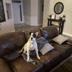 Bugsy - Pitty Mix - 9/10 Months Old