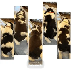 AKC English Springer Spaniel