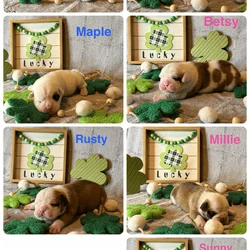 Olde English Bulldogge