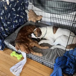 Puppies looking for loving home