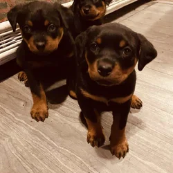 German Rottweiler