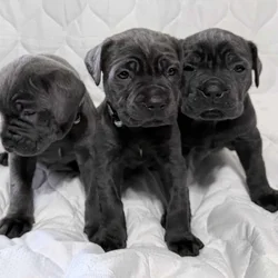 Cane corso female puppies