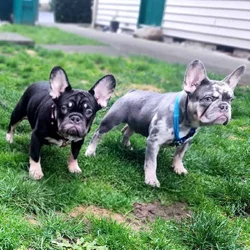 French bulldog puppies 6 Months old- Fureverr bud!