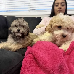 Mini Goldendoodle (15lbs Maximum)